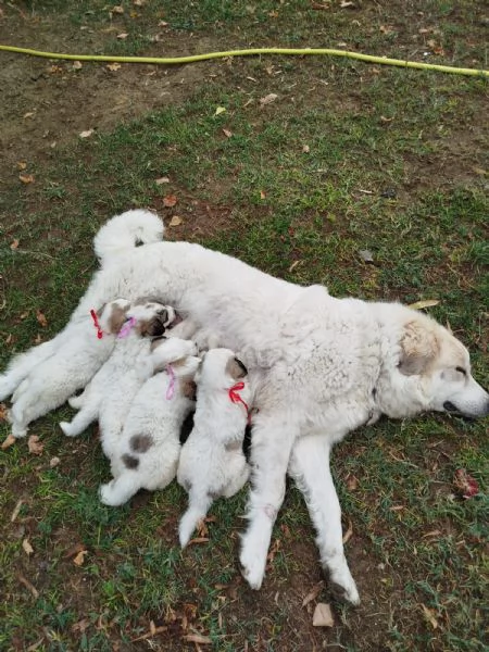 Cuccioli di cane da montagna dei Pirenei 