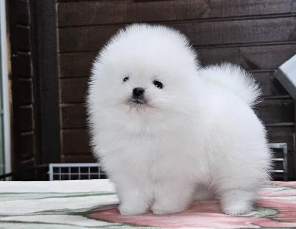 CUCCIOLI POMERANIA BIANCHI 