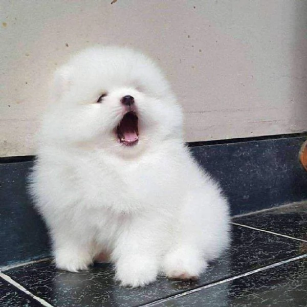 Cuccioli di Pomerania nani