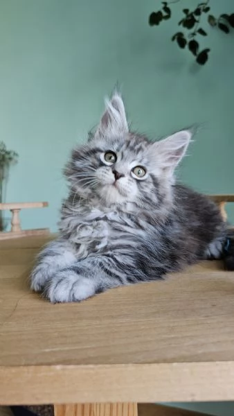 Maine coon cuccioli