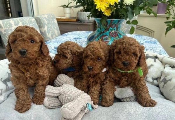 Adorabili cuccioli di barboncino toy in adozione | Foto 3