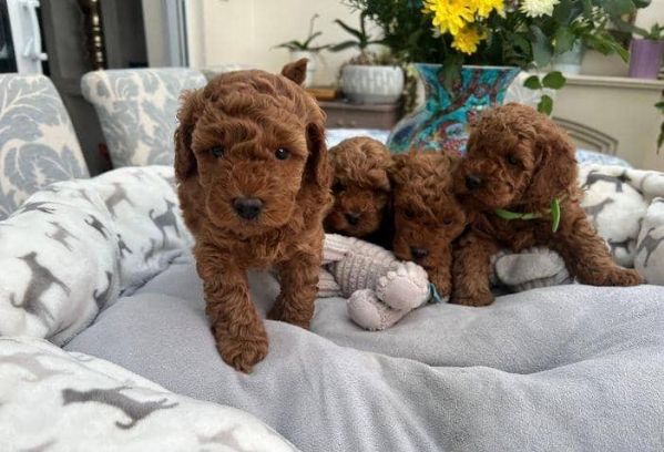 Adorabili cuccioli di barboncino toy in adozione | Foto 2