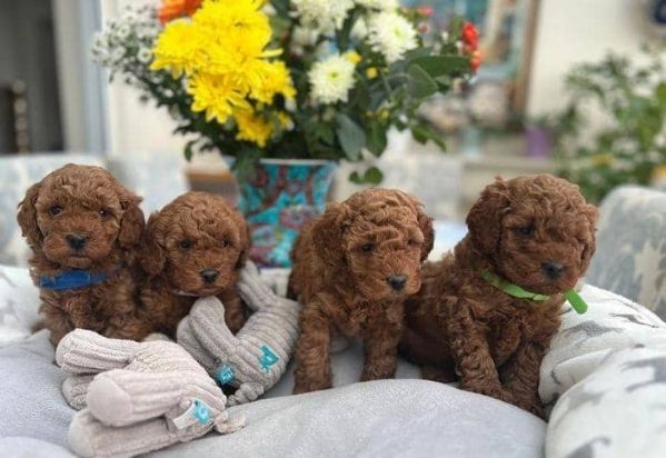 Adorabili cuccioli di barboncino toy in adozione | Foto 1