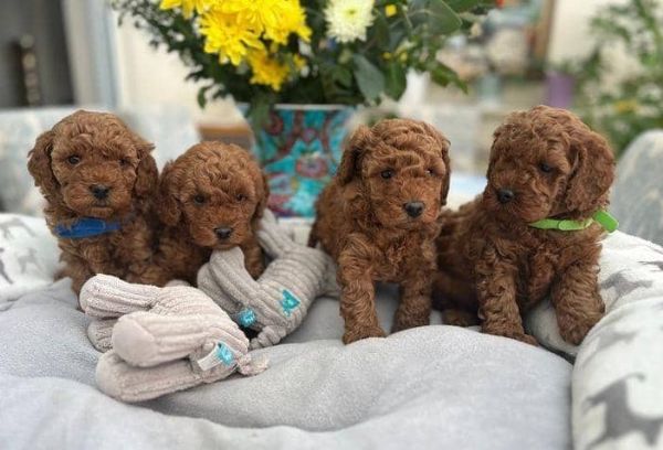 Adorabili cuccioli di barboncino toy in adozione | Foto 0