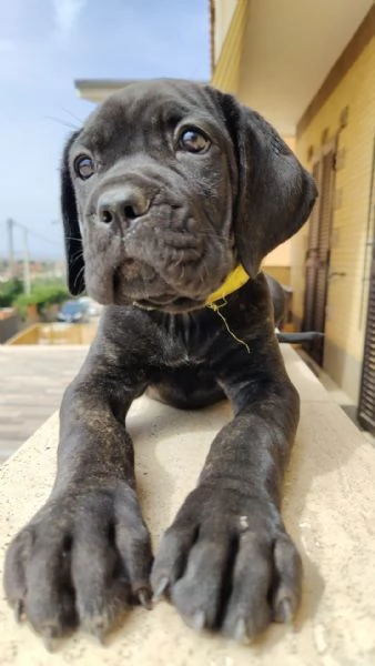 Cuccioli cane corso  | Foto 6