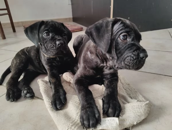 Cuccioli cane corso  | Foto 4