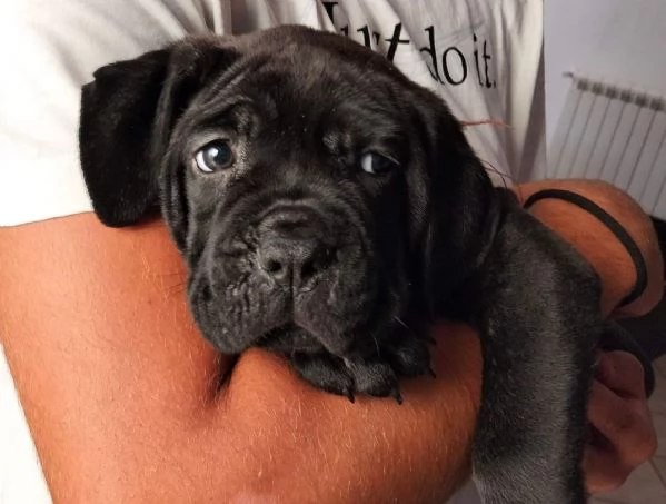 Cuccioli cane corso  | Foto 3