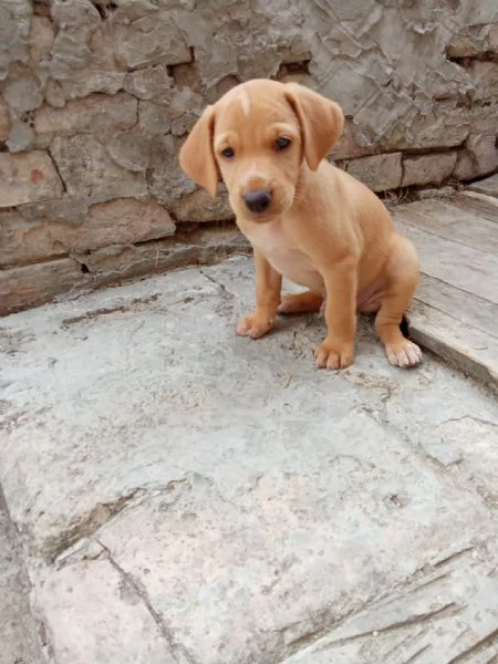 Cuccioli di piccola taglia 