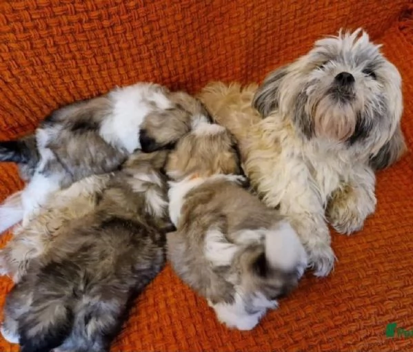 Cuccioli di Shih-Tzu