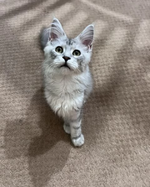 Cuccioli di Maine coon