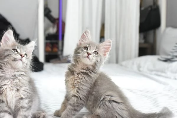 Maine Coon cuccioli pedigree