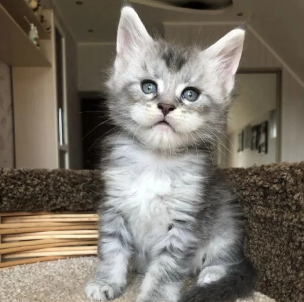 Cucciola di razza Maine Coon | Foto 0