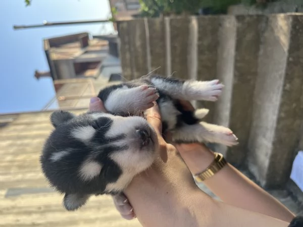 Cuccioli di Siberian Husky 