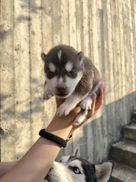 Cuccioli di Siberian Husky  | Foto 5