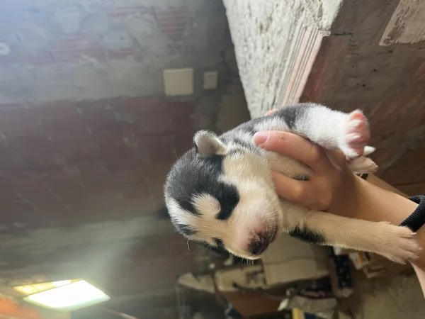 Cuccioli di Siberian Husky  | Foto 4