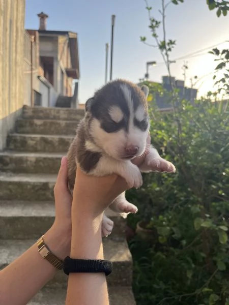 Cuccioli di Siberian Husky  | Foto 3