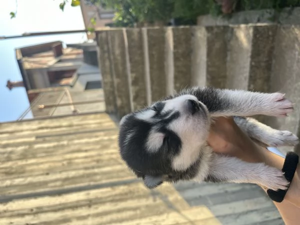 Cuccioli di Siberian Husky  | Foto 2