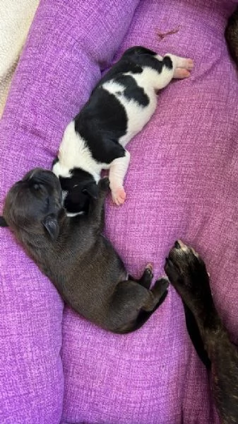 Cuccioli di Staffordshire bull terrier, 1 maschio e 3 femmine  | Foto 4