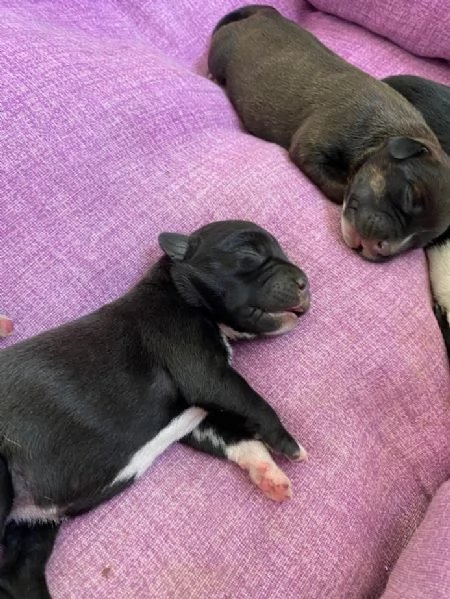 Cuccioli di Staffordshire bull terrier, 1 maschio e 3 femmine  | Foto 2