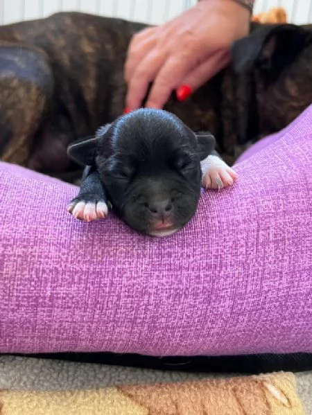 Cuccioli di Staffordshire bull terrier, 1 maschio e 3 femmine  | Foto 1