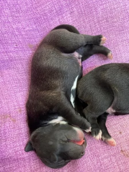 Cuccioli di Staffordshire bull terrier, 1 maschio e 3 femmine  | Foto 0