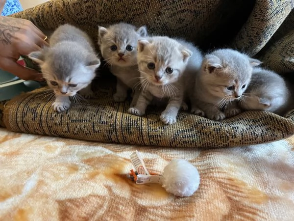 Cuccioli di Scottish Fold e Straight