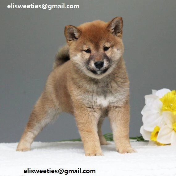 Shiba Inu cuccioli Adorabili cuccioli di Shiba Inu di tre mesi e mezzo Colore  albicocca, neri e cio