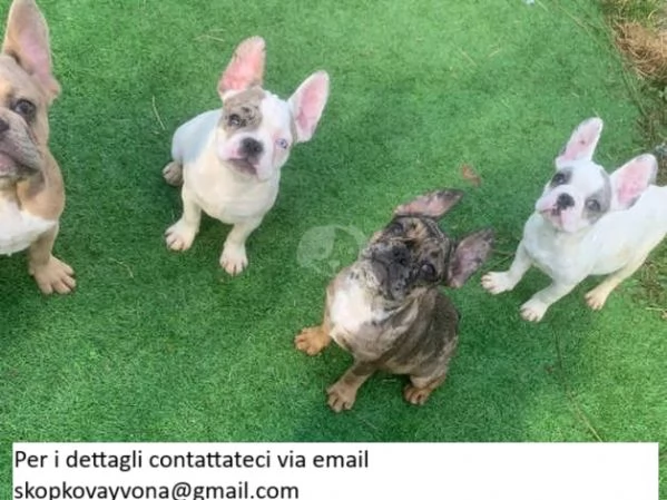 Cachorros de bulldog francês