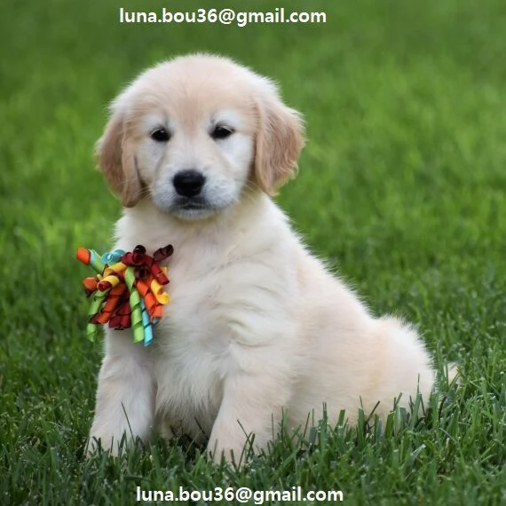 Golden Retriever marrone Disponibili Golden Retriever maschio e femmina  Colorazione marrone  Contat