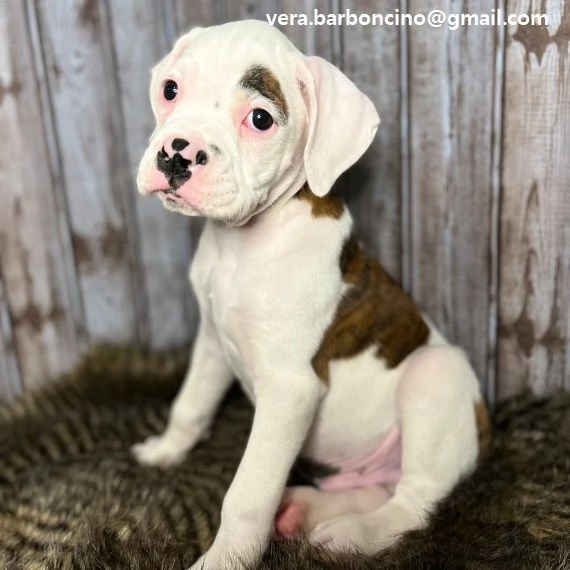  Cuccioli Boxer Cuccioli di Boxer, tutti marroni disponibili da subito con microchip e ciclo vaccina