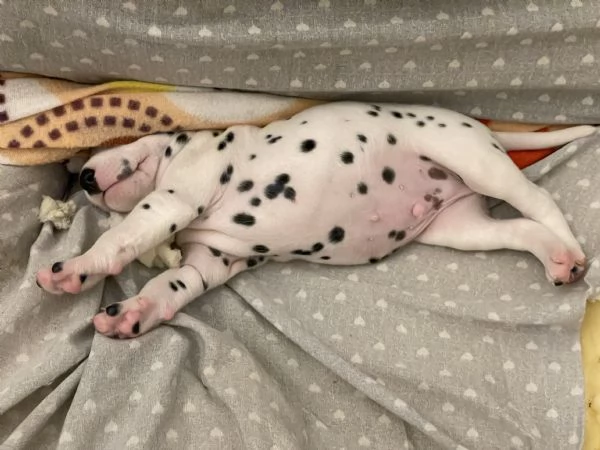 Cuccioli Dalmata 