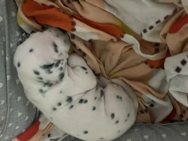 Cuccioli Dalmata  | Foto 2