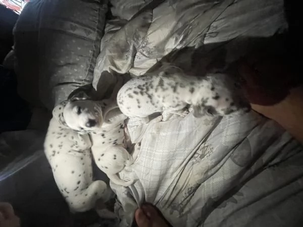 Cuccioli Dalmata  | Foto 0