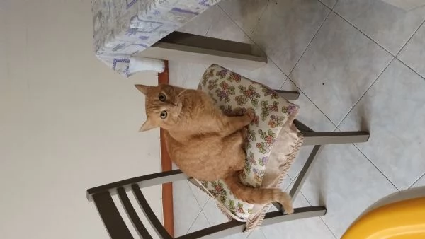 Romeo gatto dolce e coccolone cerca nuova casa