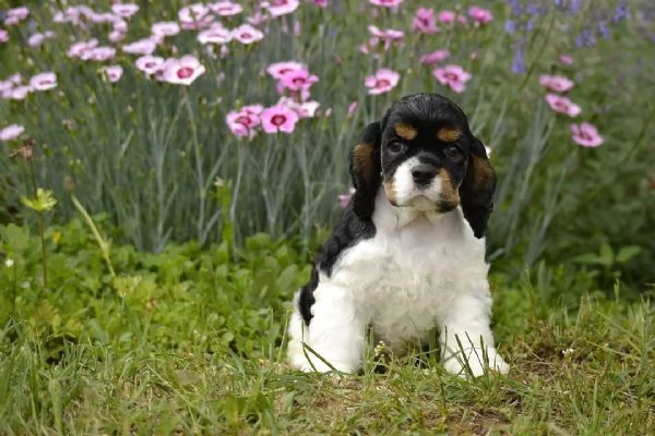 critter cocker spaniel 