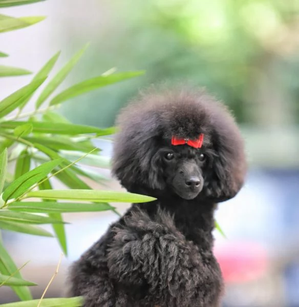 Miniature Cucciolo femmina di barboncino | Foto 1