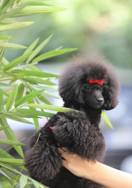 Miniature Cucciolo femmina di barboncino | Foto 0