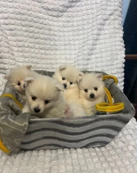 Cuccioli perfetti di Pomeranian *Pronti subito*