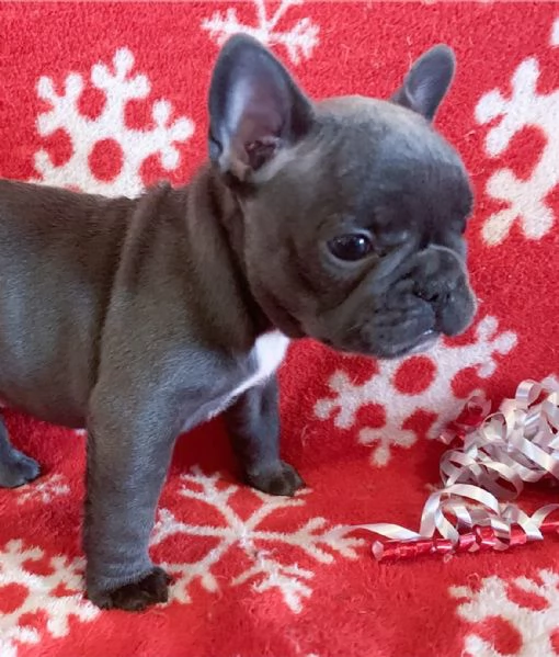 Cuccioli di bulldog francese in cerca di adozione. | Foto 0