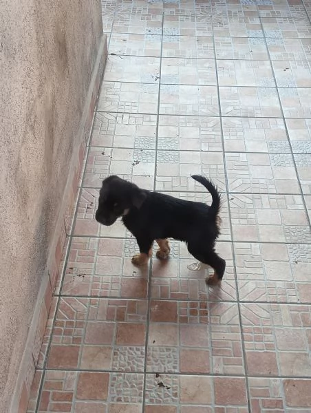 Regalo cuccioli, Maschi e Femmine di Labrador Mix  | Foto 5