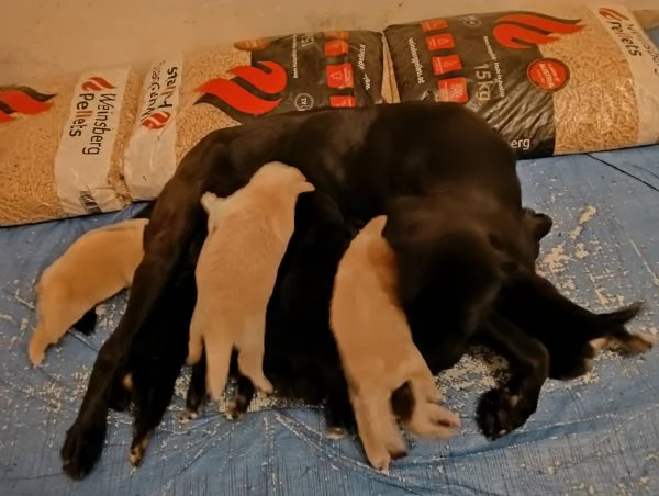 Regalo cuccioli Femmine di Labrador Mix  | Foto 3