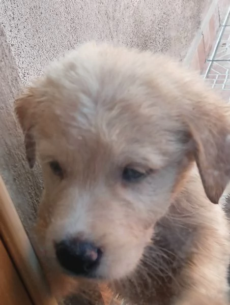 Regalo cuccioli, Maschi e Femmine di Labrador Mix 