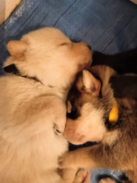 Regalo cuccioli, Maschi e Femmine di Labrador Mix  | Foto 1