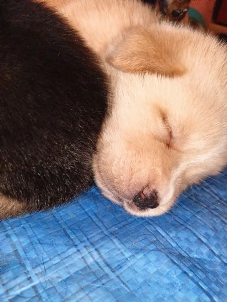 Regalo cuccioli Femmine di Labrador Mix  | Foto 0