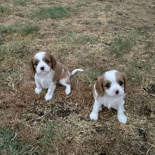 Cavalier king 