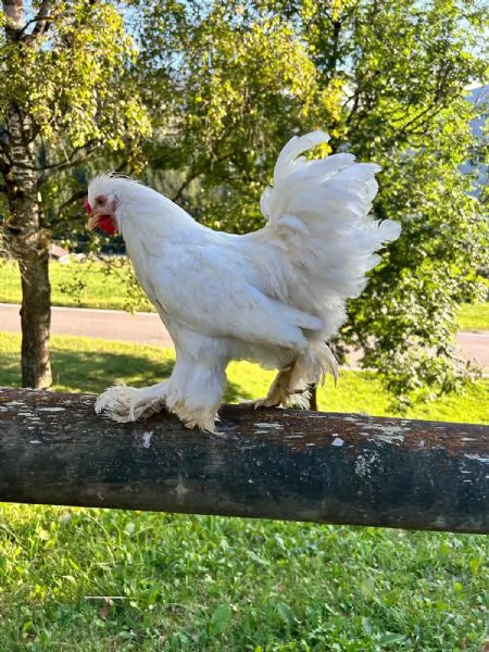 Galletti ibridi nani incrocio molto bello