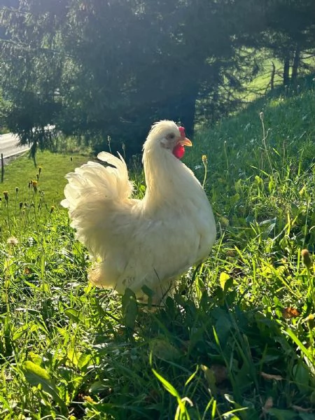 Galletti ibridi nani incrocio molto bello | Foto 4