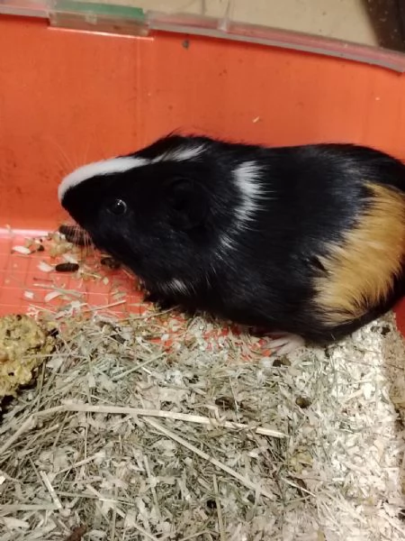 Regalo Cavia (porcellino D'india)