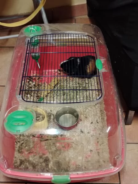 Regalo Cavia (porcellino D'india) | Foto 0