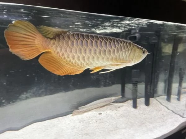 Pesce Arowana di qualità in vendita